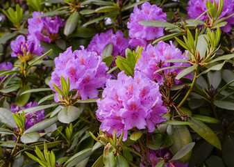 Close up of Rhododendron purple flowers_ Baden-Baden, Germany