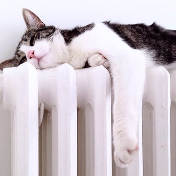 Cat Resting On Radiator