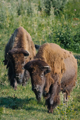 Fototapeta premium American Bison in San Francisco