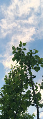 tops of apricot trees on a background of blue sky. green apricot trees in the garden