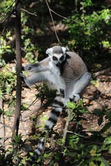 A Ring-tail lemur on a tree. In Monkeyland, a free roaming primate sanctuary near Plettenberg Bay, Garden Route, South Africa, Africa.