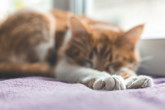 Cute foot and tail of cat. Red and white kitty out of focus sleeping in warm wool plaid blanket on windowsill. Morning sunlight on the sleeping red cat Cozy home concept
