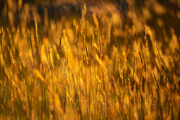  Beautiful Poaceae Grasses Meadow Sunset