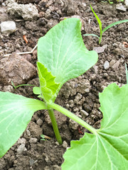 Pumpkin plant in the garden. A sprout of young pumpkin seedlings.