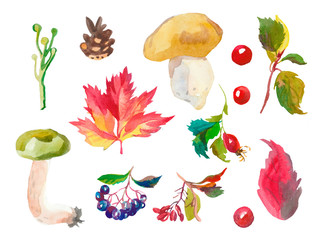 Watercolor autumn set of leaves, mushrooms,cone and berries.Botanical illustration c aronia melanocarpa,berberis,rose hand drawn on white isolated background.Design for invitation,social networks.