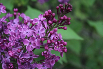 Blooming Purple Lilac Spring Flowers