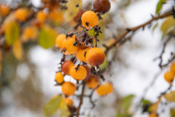 Fototapeta premium Wild yellow fruit