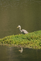 great blue heron