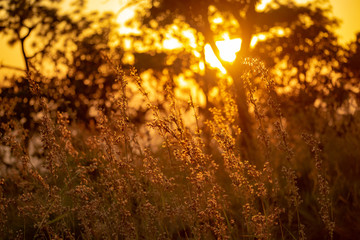  Beautiful Poaceae Grasses Meadow Sunset