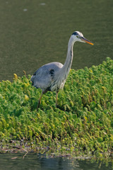 great blue heron