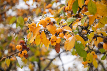 Autumn fruit