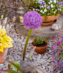 Flower head of Allium Purple Sensation(Allium aflatunense)_ Baden-Baden, Germany