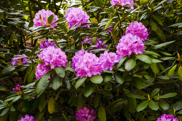 Close up of Rhododendron purple flowers_ Baden-Baden, Germany