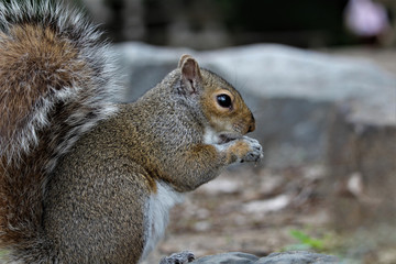 Furry Squirrel 
