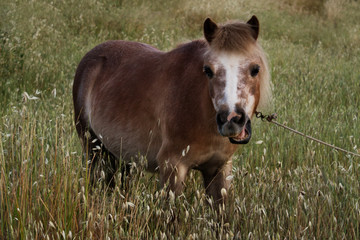 pequeño caballo marrón  pastando al atardecer en el campo 