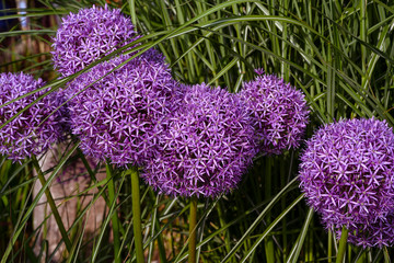 Flower head of Allium Purple Sensation(Allium aflatunense)_ Baden-Baden, Germany