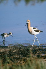 American Avocet