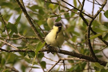 mésange charbonniere juvénile