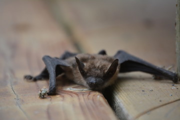 Big Brown Bat on Deck-2