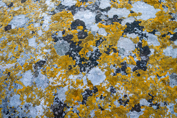 Wild flora in Matera, southern Italy. Mosses and lichens on a stone