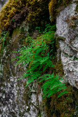 Green fern leaves are growing from the mossy rock