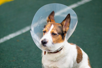 The dog wears an Elizabethan plastic conical medical collar around his neck to protect him from cuts. On a Sportsground. Sad dog breed Jack Russell Terrier