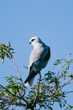 White Tailed Kite