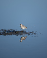 Sanderling