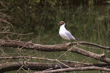 Mouette rieuse