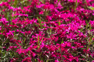 Pink Phlox subulata (Creeping Phlox) - creeping plant with small pink flowers to decorate flower beds. Floral background