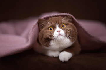 Edel - Britisch Kurzhaar BKH Kitten Katze in cinnamon white 
