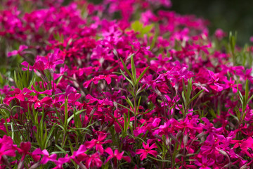 Pink Phlox subulata (Creeping Phlox) - creeping plant with small pink flowers to decorate flower beds. Floral background