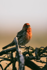 Mexican Red Finch