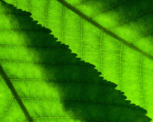 Fragment of two green leaves with veins overlapping each other close-up on the lumen. The backlight of the sun behind the leaves makes them translucent. Abstract background. Macrophoto.