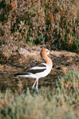 American Avocet