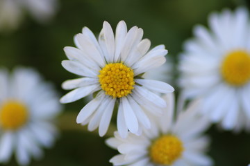 Obraz premium white daisy flower