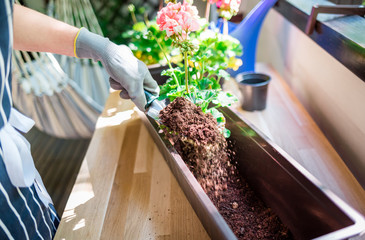 Woman putting flowers into the pot on balcony