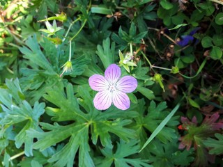 photo background beautiful purple flower