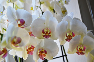 Orchidee