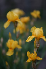 Fototapeta premium Iris pseudacorus (yellow flag, yellow iris, or water flag) is a species of herbaceous flowering plant in the family Iridaceae. It is native to Europe, western Asia and northwest Africa. 