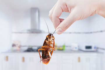 Hand holding Cockroach on kitchen background, eliminate cockroach in kitchen,Cockroaches as...