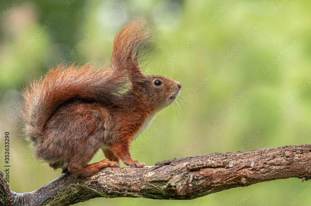 Sticker eichhörnchen auf ast