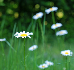 Marguerite