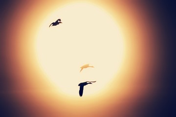 canard 