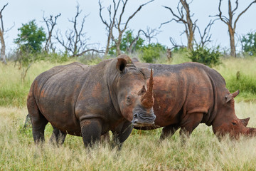 Fototapeta premium Two white rhinoceros in the grass