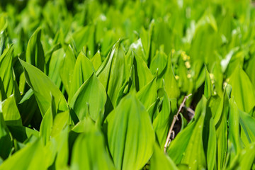 Forest spring lilies of the valley with young buds. Nature, ecology. Close-up. Floral background.