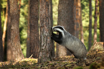 Badger in forest, animal nature habitat, Czech republic, Europe. Wildlife scene. Wild Badger, Meles...