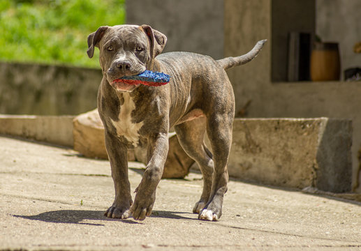 American bully dog carrying a toy - Powered by Adobe