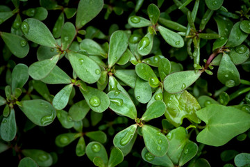 green leaves with raindrops background