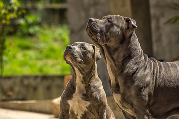 American Bully dogs waiting